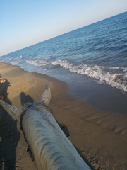 Les Randonneurs Amis de la Camargue.