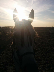 Les Randonneurs Amis de la Camargue.