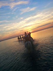 Les Randonneurs Amis de la Camargue.